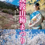 筑波山梅林の紅白の梅の花が咲き誇る景色