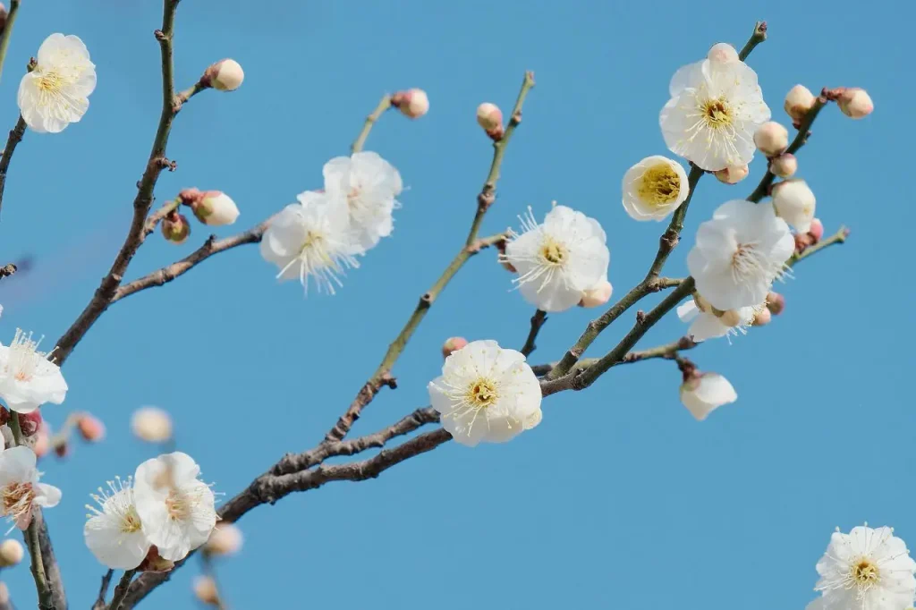 梅の花