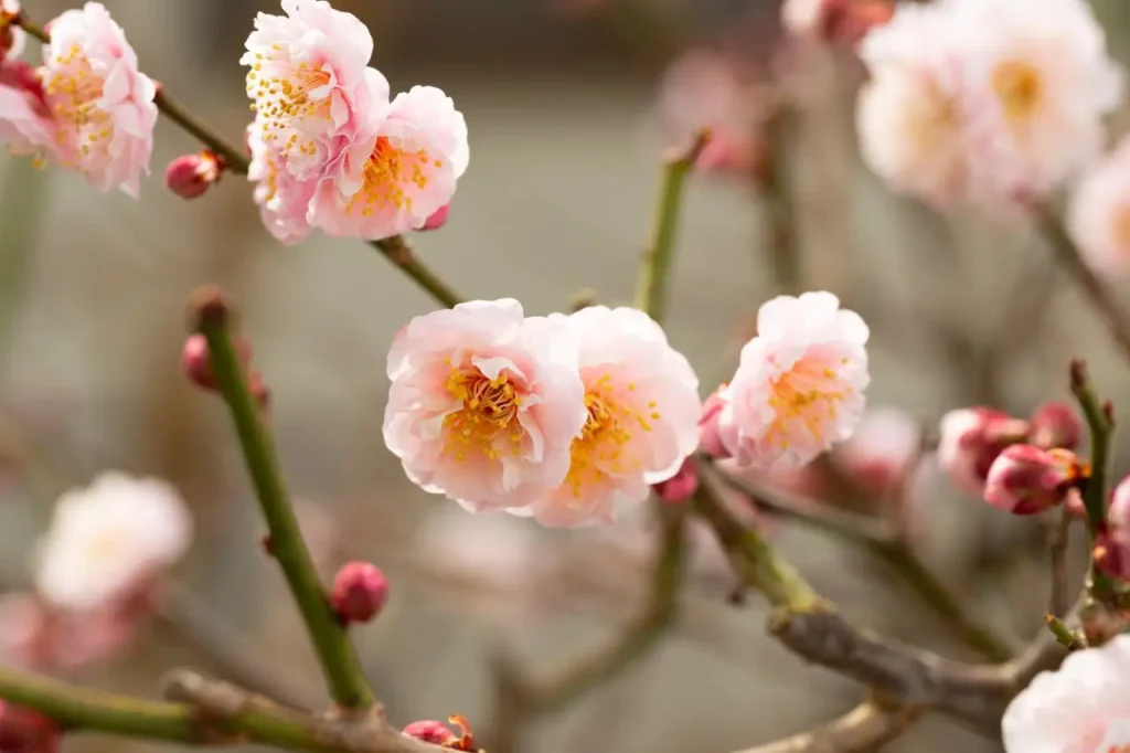 筑波山梅まつり