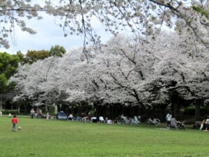洞峰公園