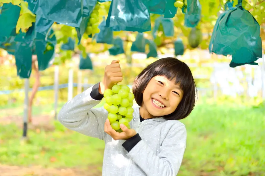 ぶどう狩りをする子供の様子